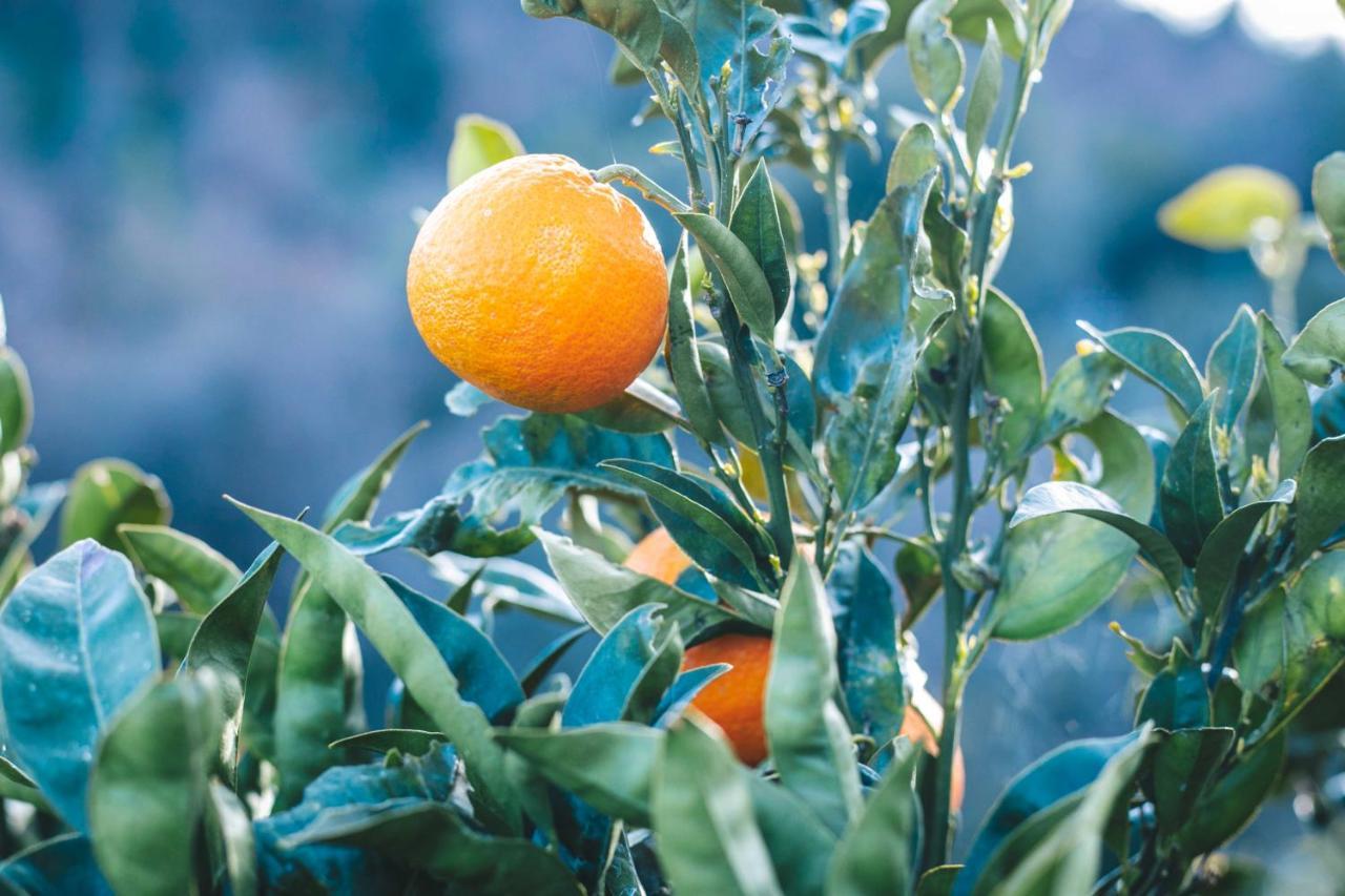 Eco Lodge Carbonaccio Chiatra Εξωτερικό φωτογραφία